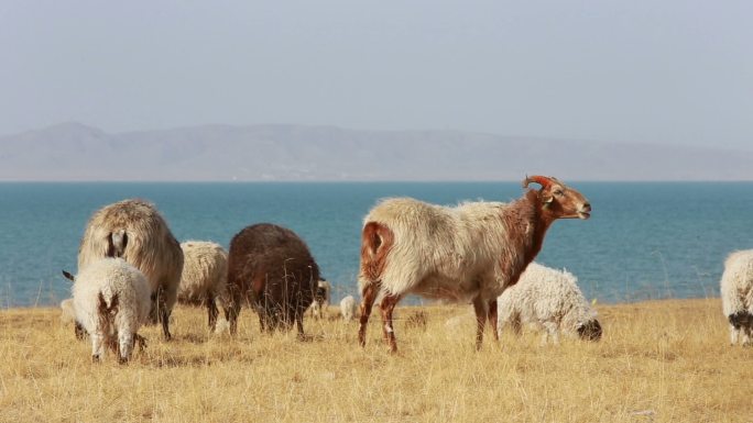 羊在青海湖边吃草藏羚羊草原大草原