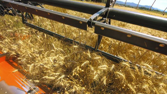 联合收割机在麦田里收割谷物