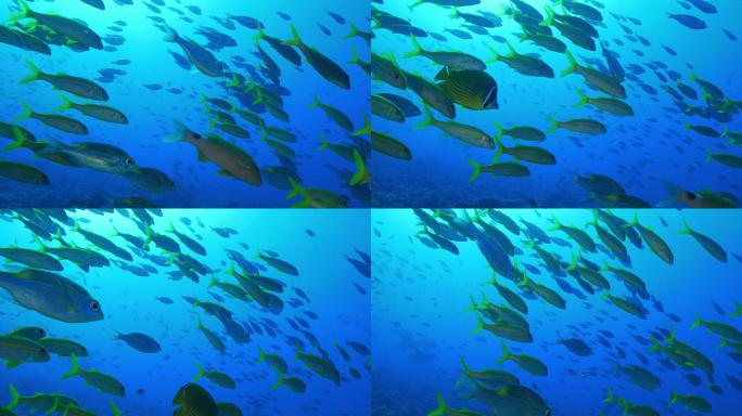 小笠原群岛大海海底世界热带鱼