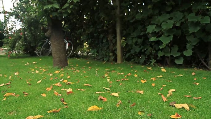 一只顽皮的小猫跳向一片叶子的慢动作镜头。