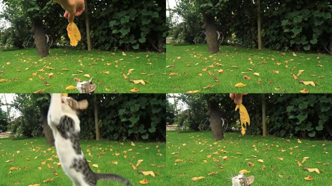 一只顽皮的小猫跳向一片叶子的慢动作镜头。