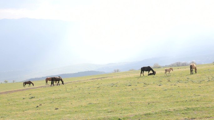 草原上的骏马放牧牧马草场牧场牧区牧民