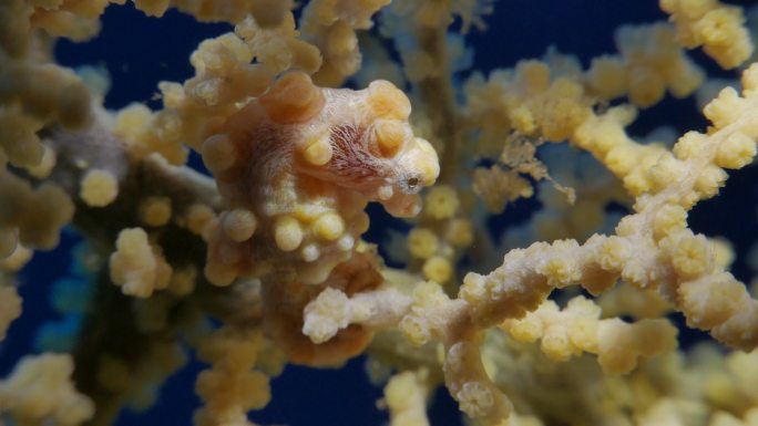 海马体海底世界海洋生物三亚潜水深海热带鱼