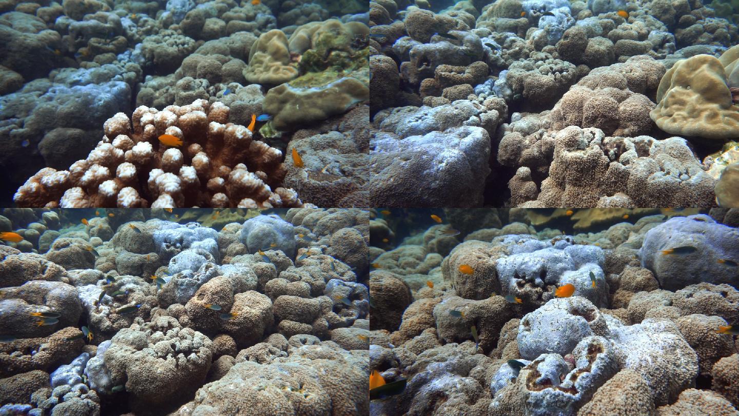 珊瑚的死亡是由于海洋温度上升导致