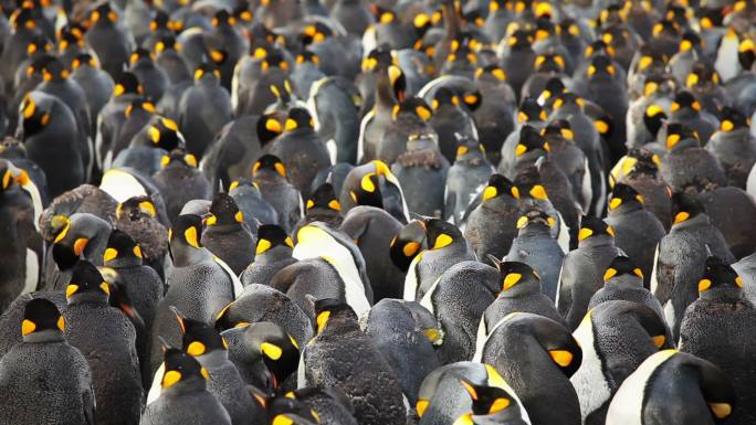 南乔治亚岛的大型帝企鹅群落。