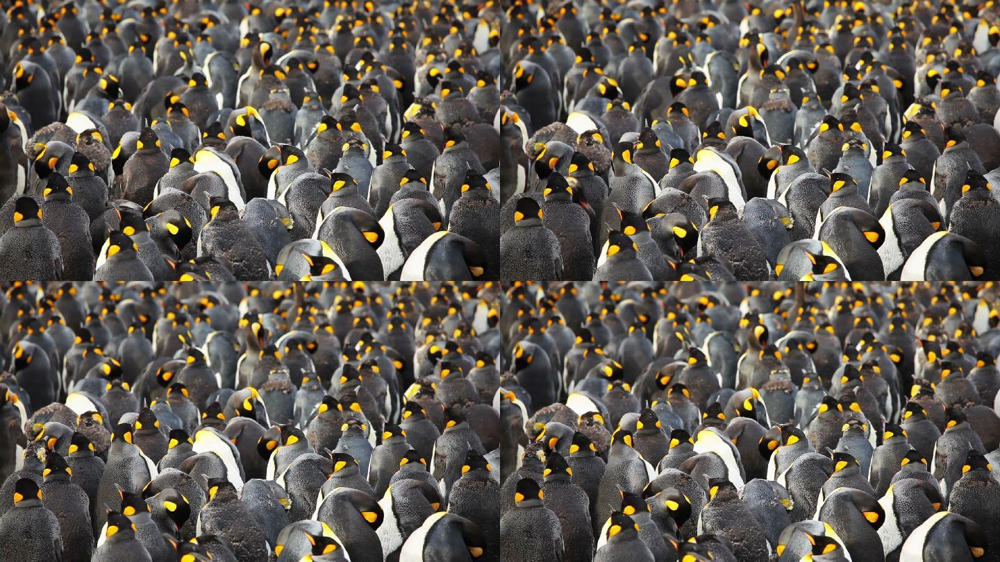 南乔治亚岛的大型帝企鹅群落。
