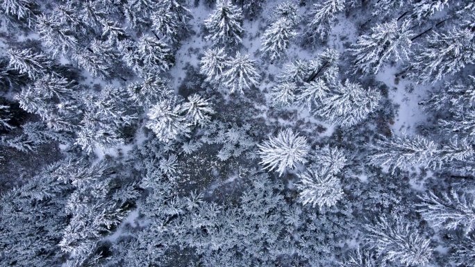 雾松雪松雪景松树林海雪原