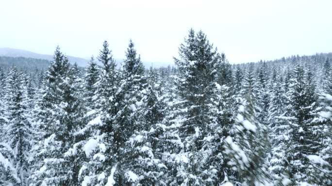 航拍被雪覆盖的树顶和被雪覆盖的小路。