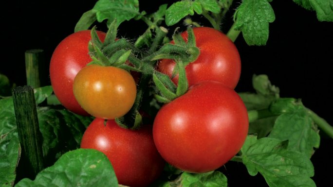 在视频中，小番茄会慢慢成熟。