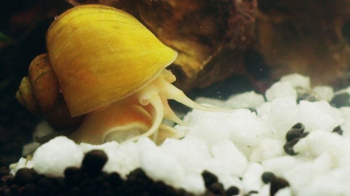 一只蜗牛在水族馆底部爬行的4k视频片段