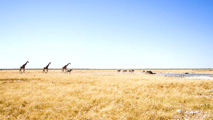 长颈鹿和斑马在非洲大草原的一个水坑喝水