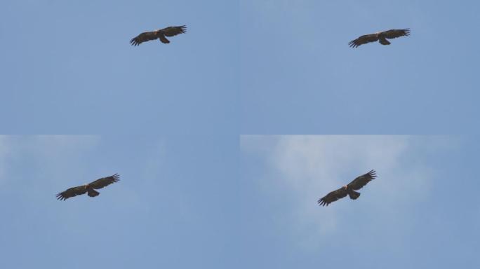 飞翔的老鹰高速飞行猎食羽毛自由强壮
