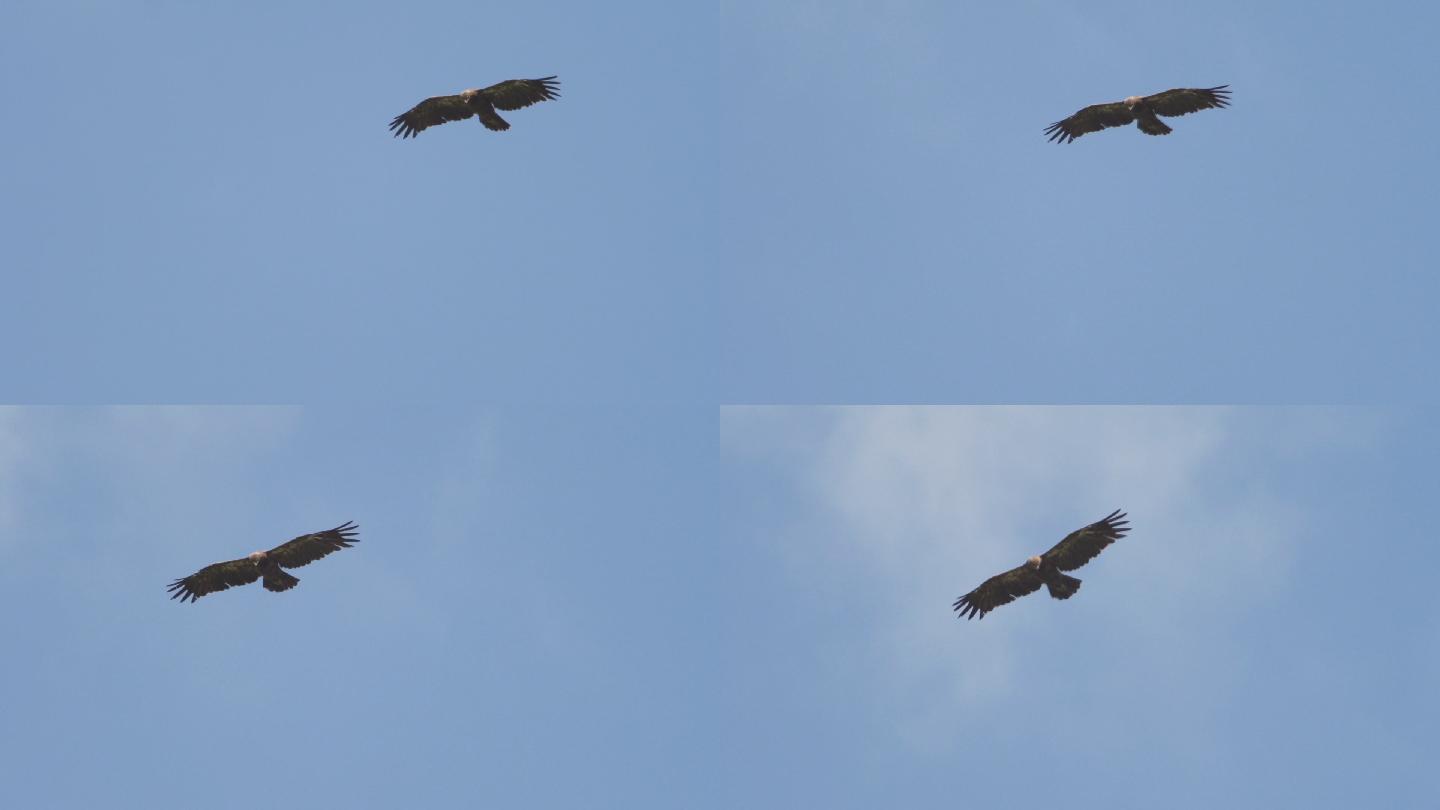 飞翔的老鹰高速飞行猎食羽毛自由强壮
