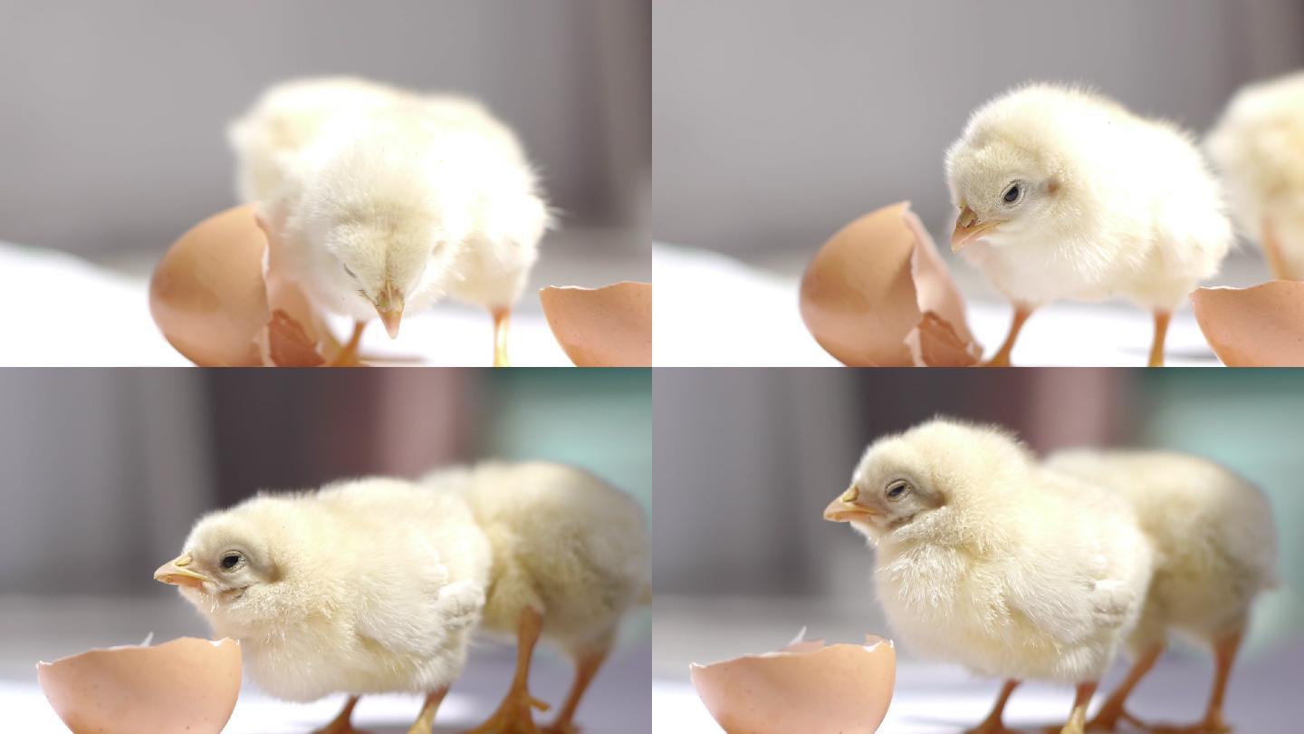 从鸡蛋到小鸡的孵化全过程，生命的延续_哔哩哔哩_bilibili