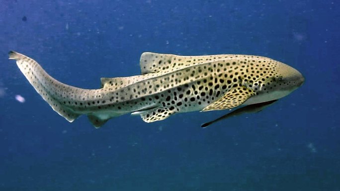 潜水时拍摄到的豹鲨镜头。