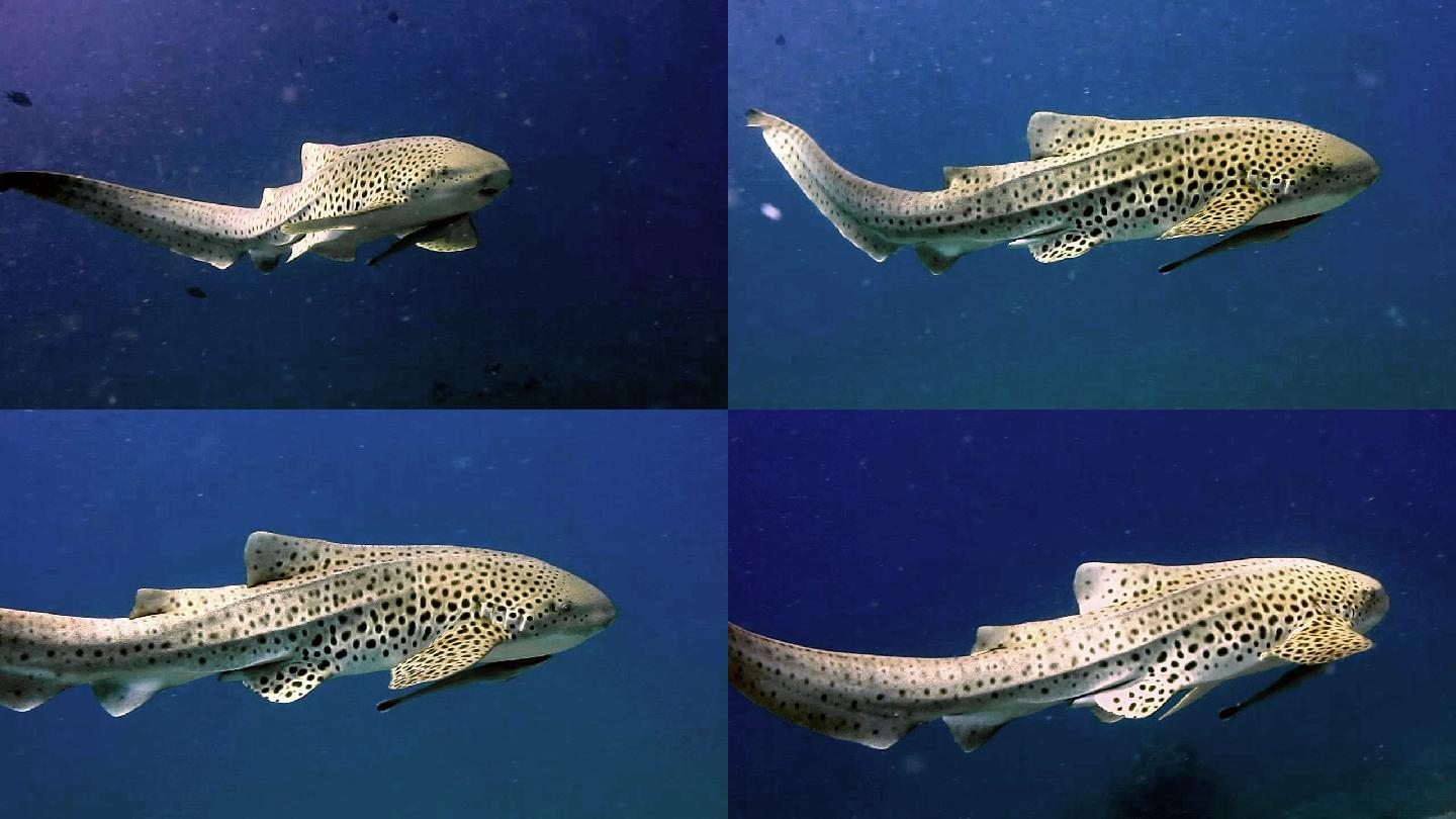 潜水时拍摄到的豹鲨镜头。