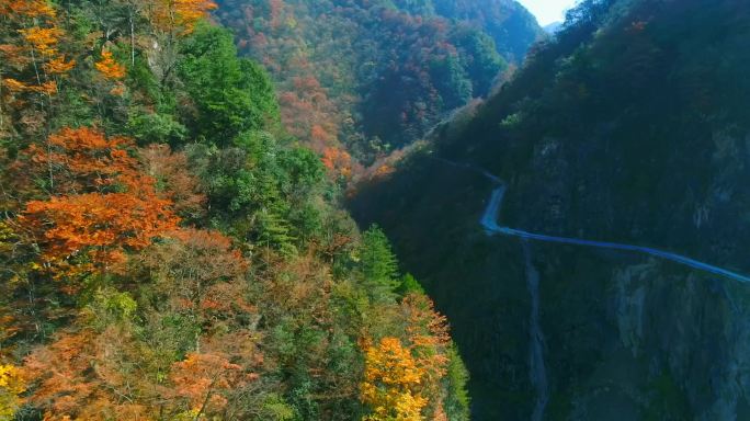 秦岭秋天景色红叶秋季秋色自然生态陕南风光