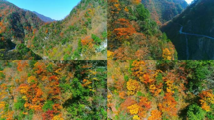 秦岭秋天景色红叶秋季秋色自然生态陕南风光