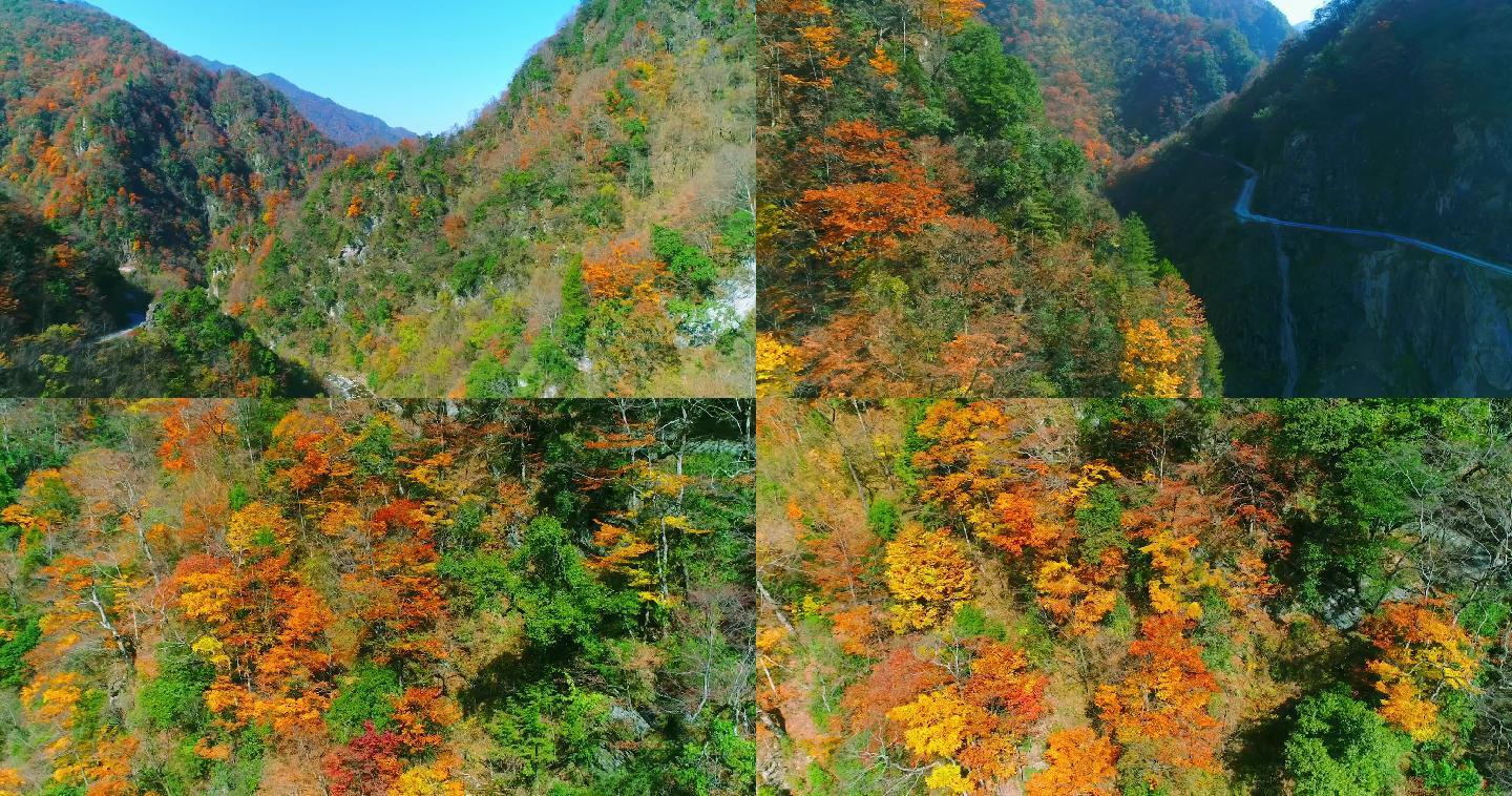 秦岭秋天景色红叶秋季秋色自然生态陕南风光