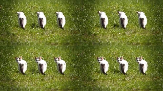 三只小猫在草地上看着摄像机。