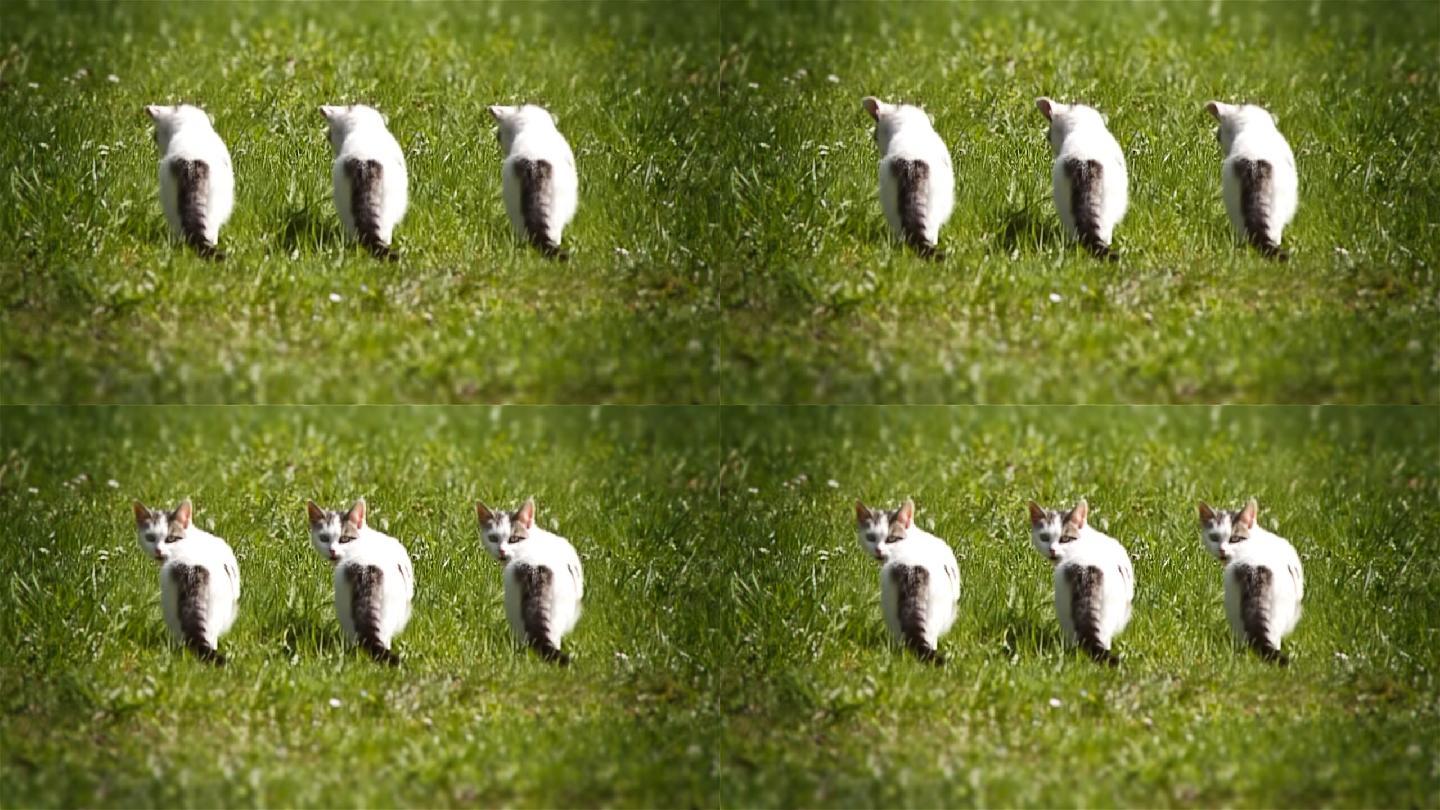 三只小猫在草地上看着摄像机。