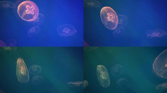 发光的水母在水中移动