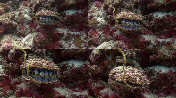 水下世界海底世界海胆扇贝