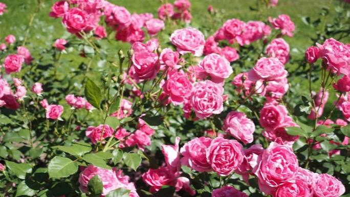 盛开的粉红色玫瑰蔷薇科植物田园风光户外乡