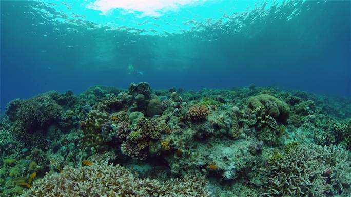 珊瑚礁和热带鱼浮游生物大自然生态