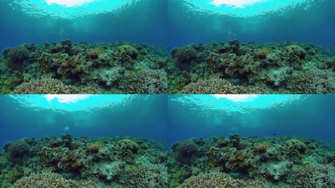 珊瑚礁和热带鱼浮游生物大自然生态