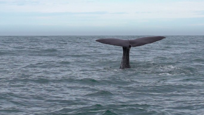 抹香鲸大海深海海水鲸鱼蓝鲸白鲸