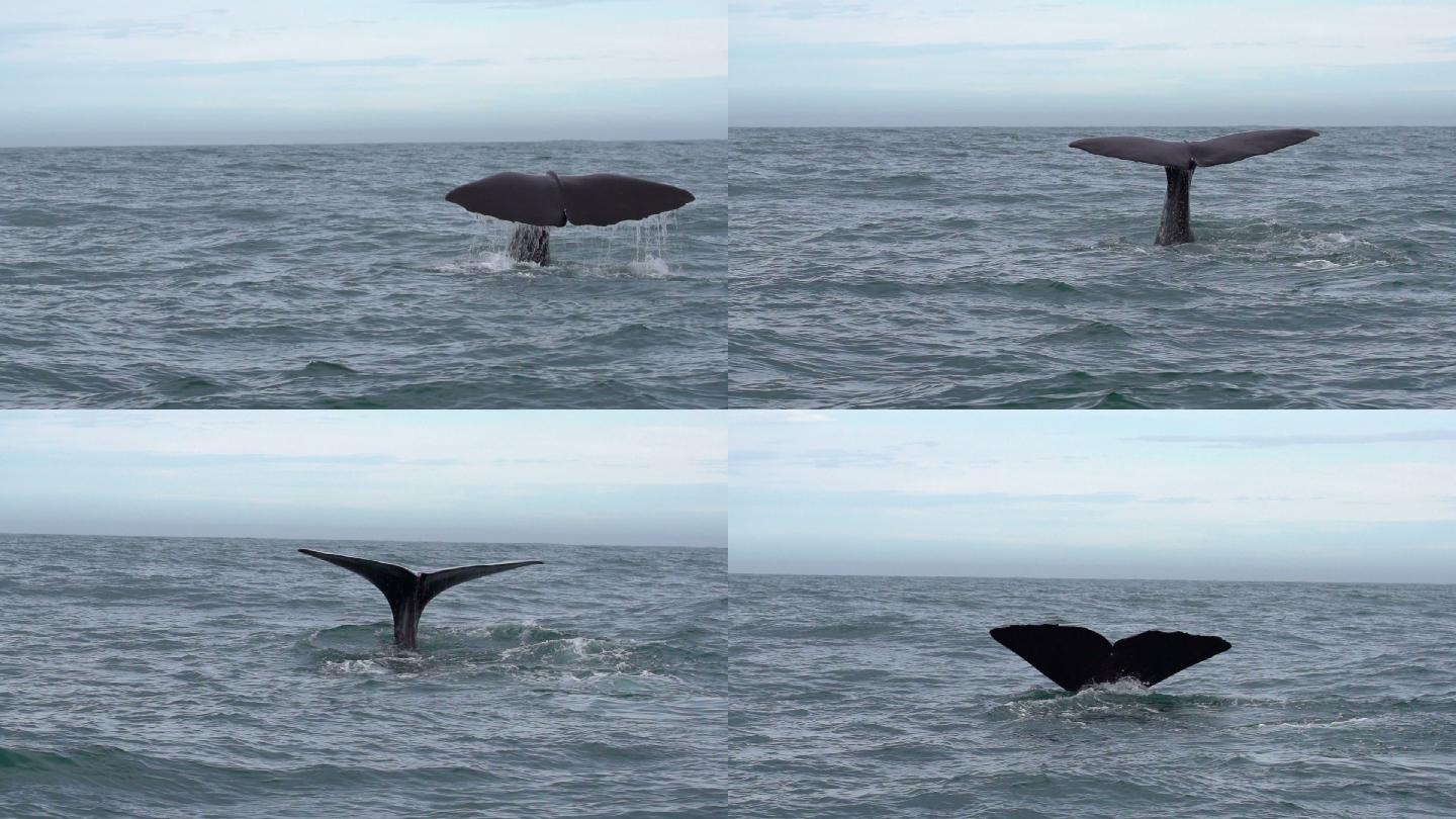 抹香鲸大海深海海水鲸鱼蓝鲸白鲸
