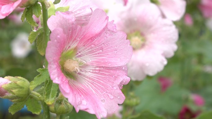 粉红色的蜀葵花