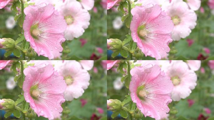粉红色的蜀葵花