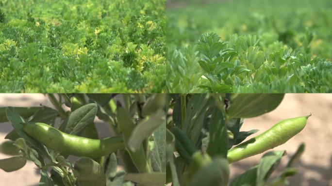 绿色蚕豆-农作物