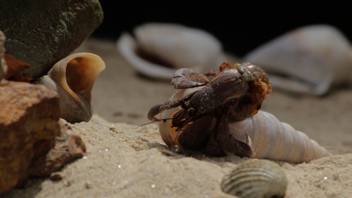 寄居蟹换壳微生物海洋生物海滩沙滩