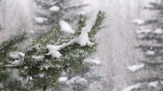 雪以超慢的动作轻轻飘落在冬天的森林里