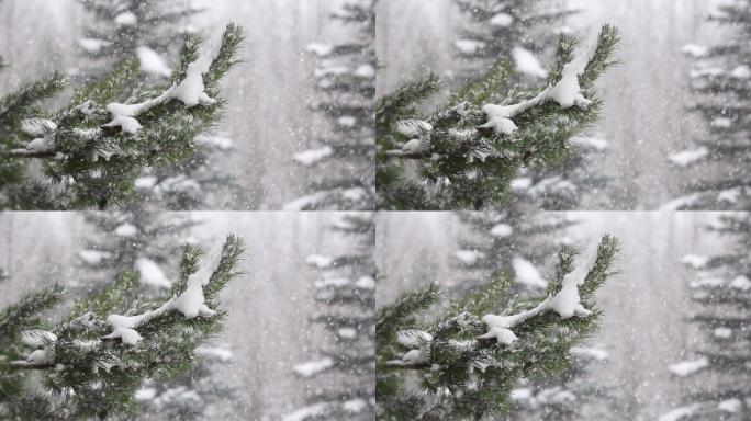 雪以超慢的动作轻轻飘落在冬天的森林里
