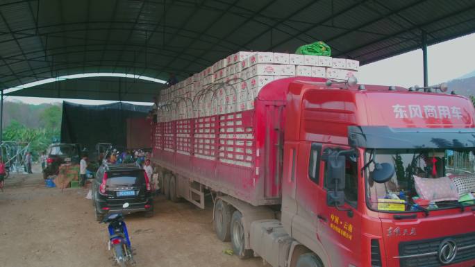 航拍老挝香蕉种植园的运输卡车