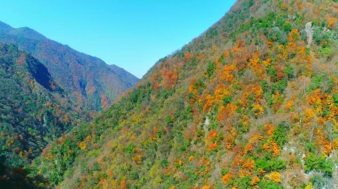 秦岭秋天景色红叶秋季深秋自然生态陕南风光