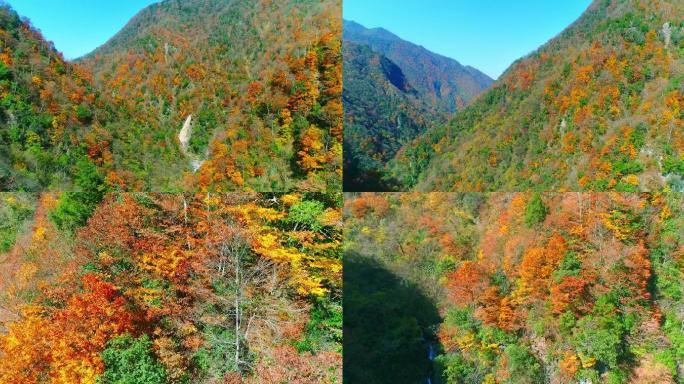 秦岭秋天景色红叶秋季深秋自然生态陕南风光