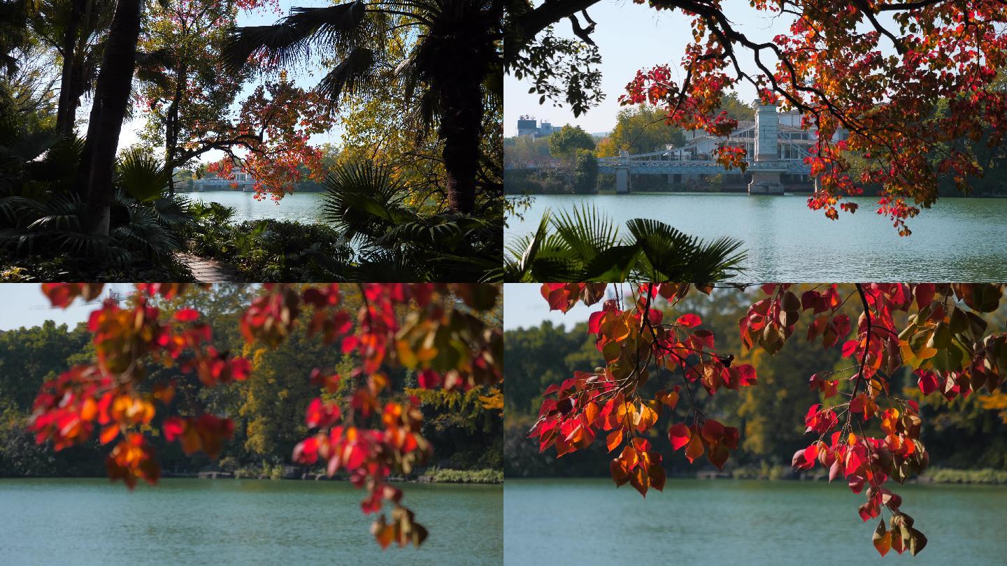 湖边的红叶