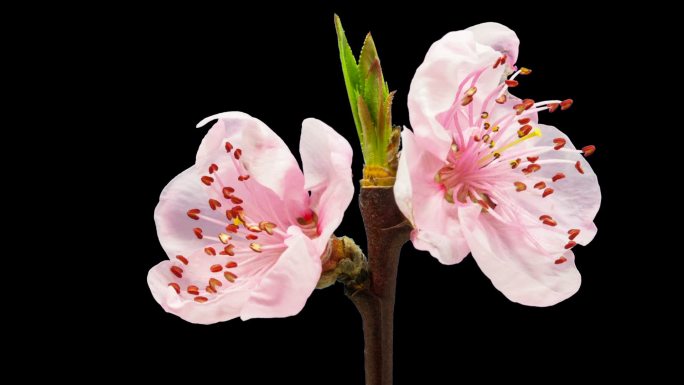 高清时间推移的桃树花生长的黑色背景