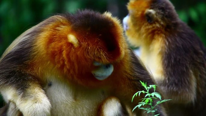 中国金丝猴人猿猿猴猴子
