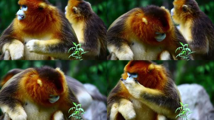 中国金丝猴人猿猿猴猴子