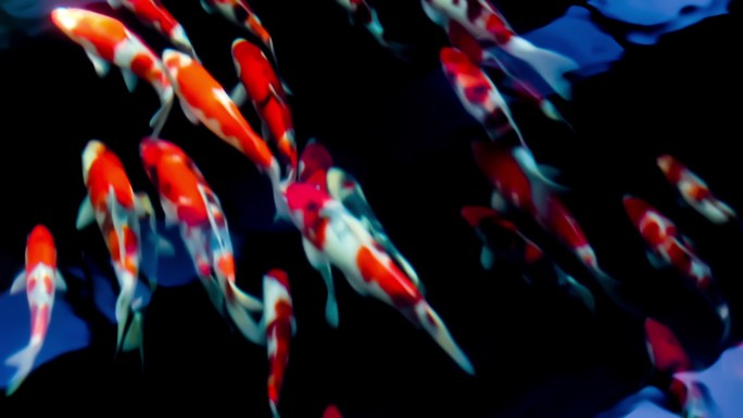 水中美丽的锦鲤海底世界美人鱼三亚潜水深海