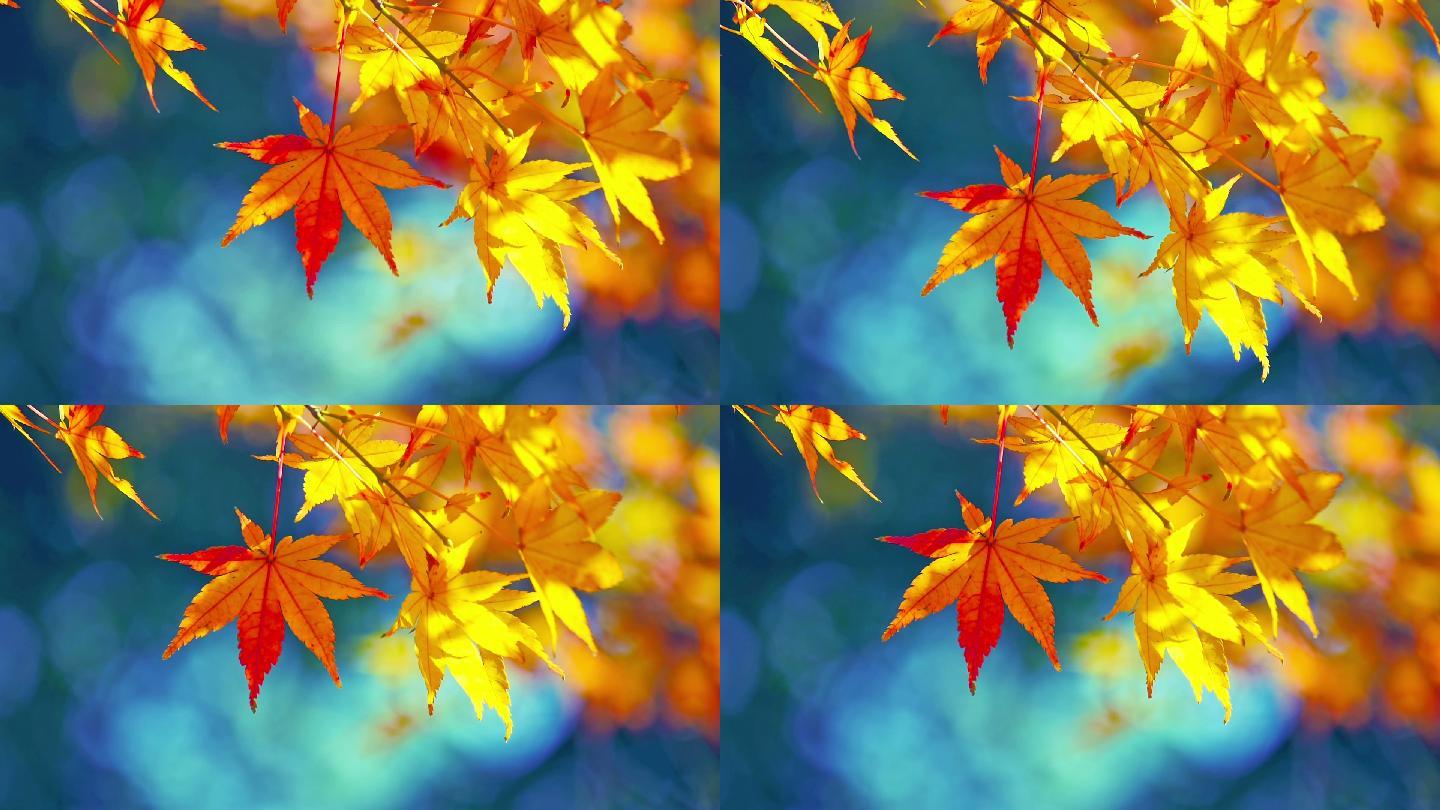 枫叶秋季深秋空镜空境红叶枯叶