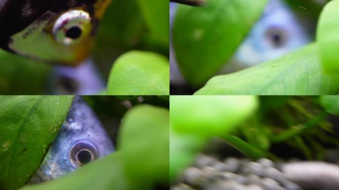 微距热带鱼鱼吃食鱼眼睛鱼鳃鱼鳞 (1)