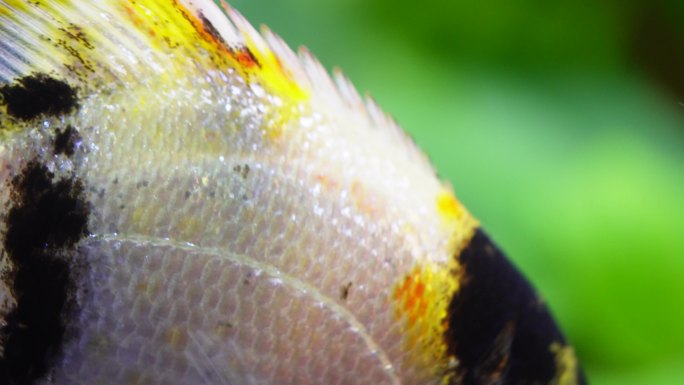 微距热带鱼鱼吃食鱼眼睛鱼鳃鱼鳞 (2)