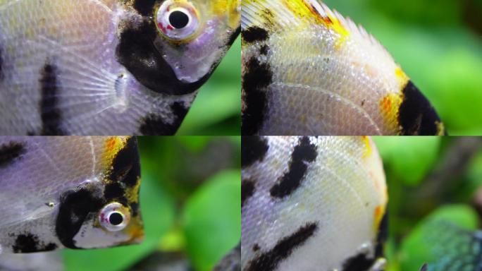 微距热带鱼鱼吃食鱼眼睛鱼鳃鱼鳞 (2)